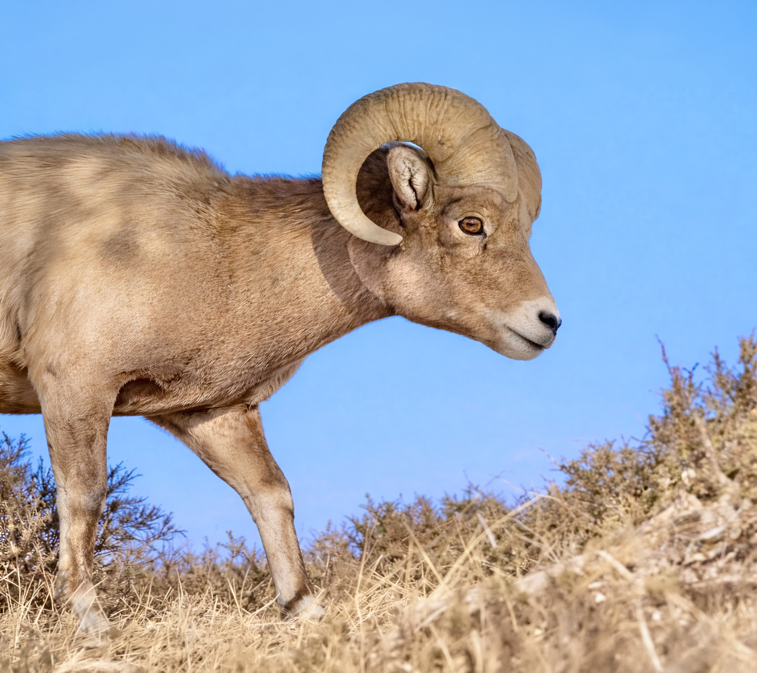 Bighorn Sheep ram side view
